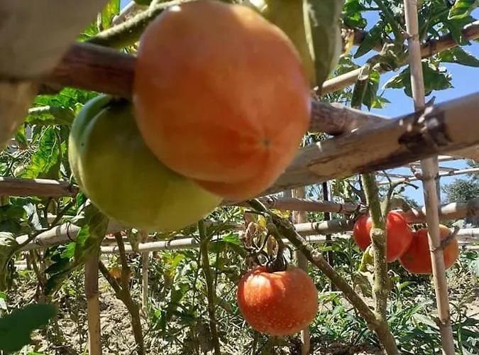 Vayianna's Garden House 릭수리