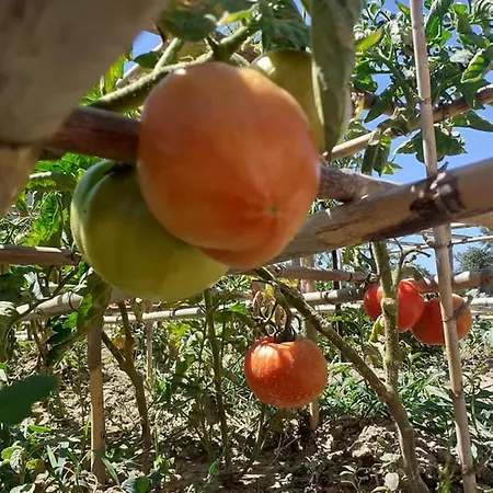 Vayianna's Garden House Lixúri